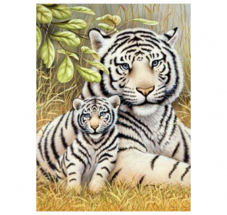 Maľovanie podľa čísel, plátno - biele tygre , šeps. lepenka,22x30cm